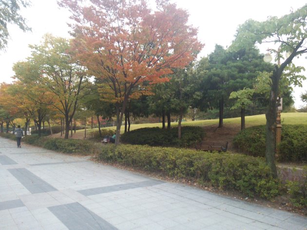 永登浦公園の木々